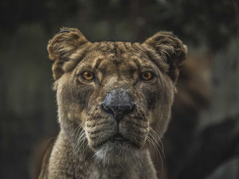 Cybersecurity in the Age of Digital Transformation